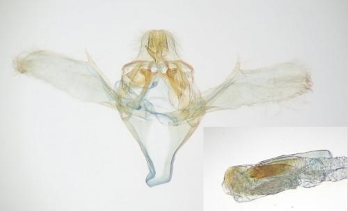 Réf. 254 077 : Ephestia woodiella